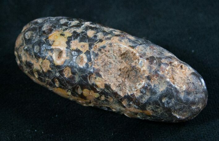 Agatized Fossil Pine (Seed) Cone From Morocco #8102